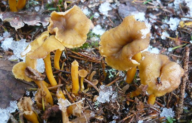 kuriatko lievikovité Craterellus tubaeformis (Fr.) Quél.