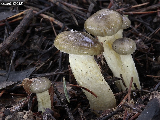 šťavnačka mrazová Hygrophorus hypothejus (Fr.) Fr.