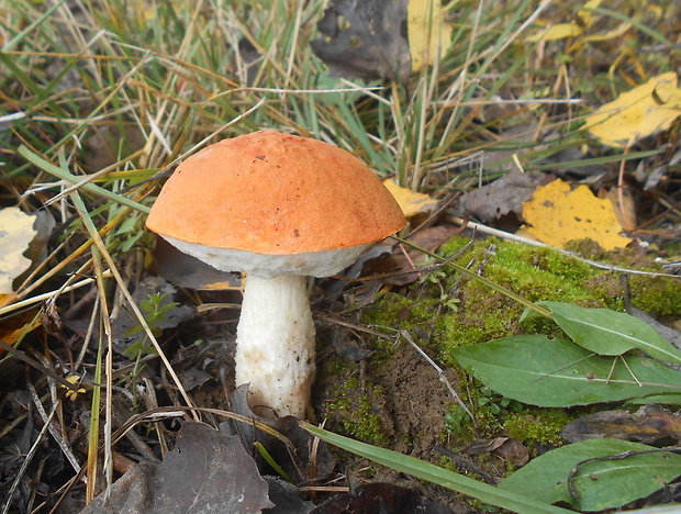 kozák osikový Leccinum albostipitatum den Bakker & Noordel.