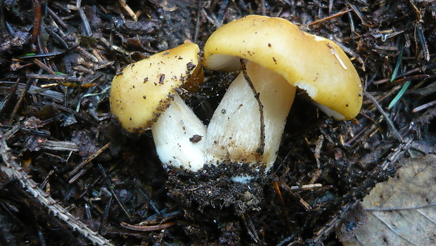 plávka hlinovožltá Russula ochroleuca Fr.