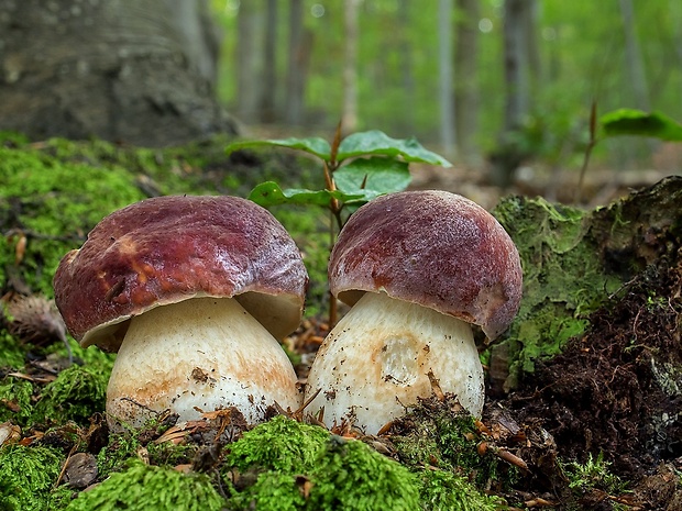 hríb sosnový Boletus pinophilus Pil. et Dermek in Pil.