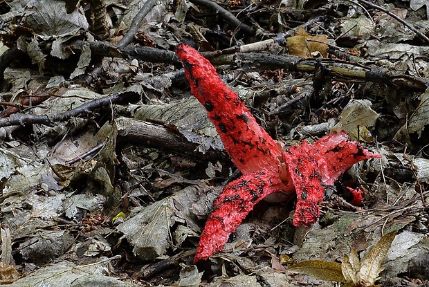 mrežovka kvetovitá Clathrus archeri (Berk.) Dring