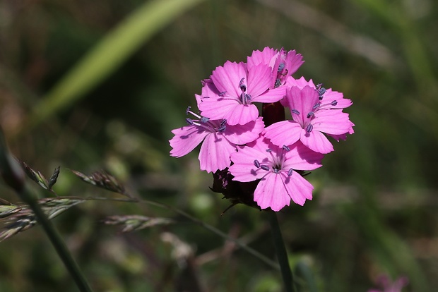 klinček pontederov Dianthus pontederae A. Kern.