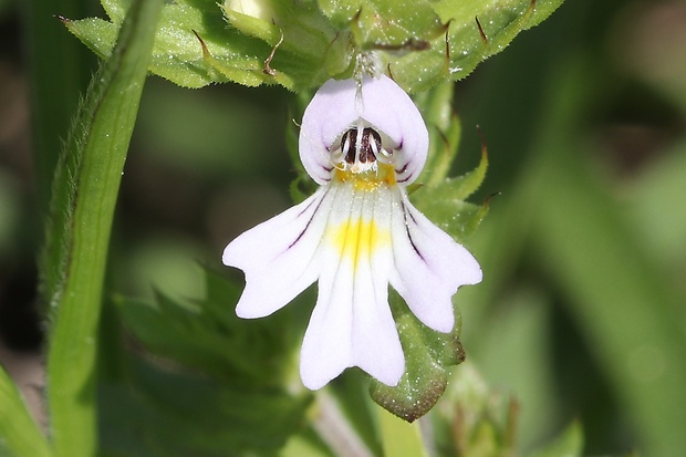 očianka tuhá Euphrasia stricta D. Wolff ex J. F. Lehm.