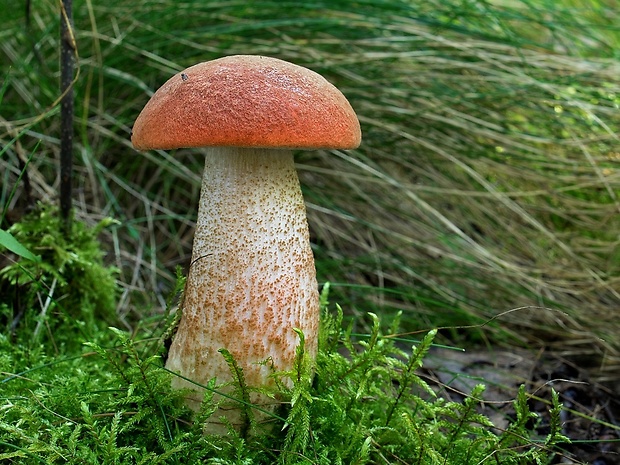 kozák dubový Leccinum aurantiacum (Bull.) Gray