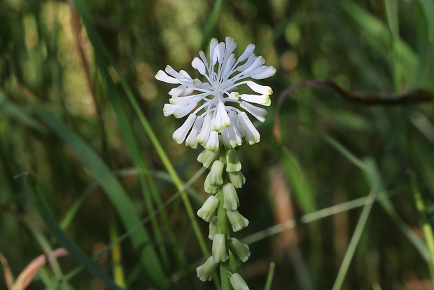 leopoldia chochlatá Leopoldia comosa (L.) Parl.