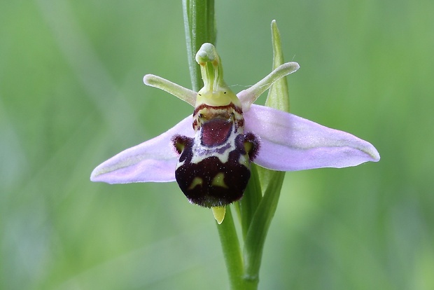 hmyzovník včelovitý Ophrys apifera Huds.