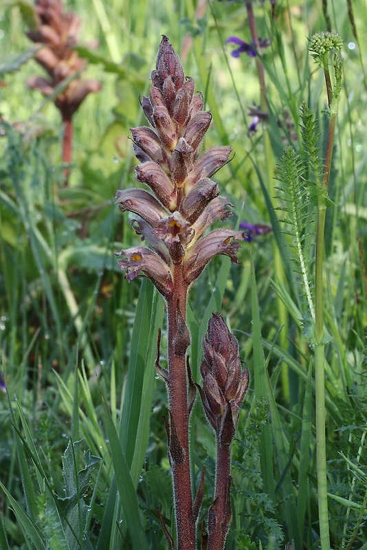 záraza žltá Orobanche lutea Baumg.