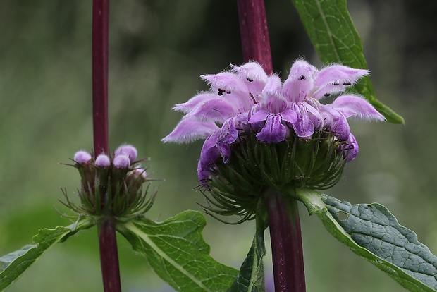 sápa hľuznatá Phlomis tuberosa L.