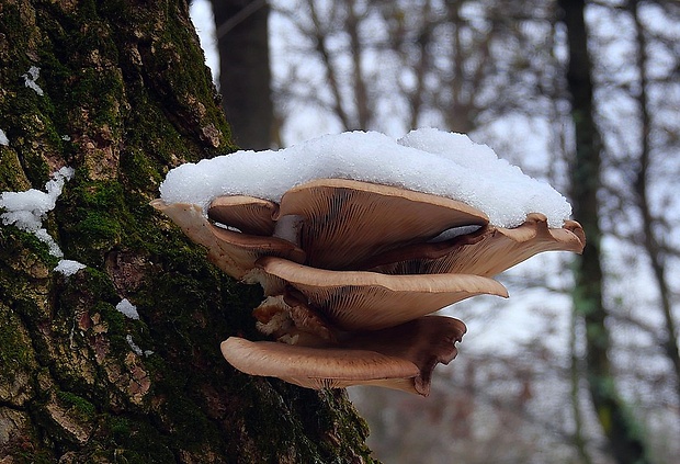 hliva ustricovitá Pleurotus ostreatus (Jacq.) P. Kumm.