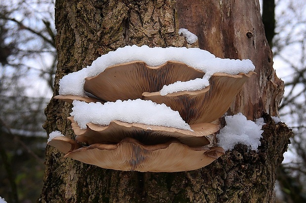 hliva ustricovitá Pleurotus ostreatus (Jacq.) P. Kumm.