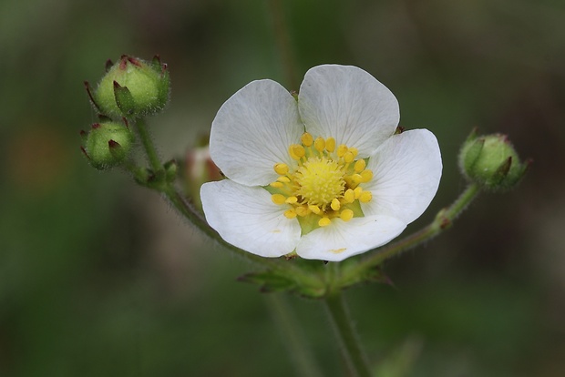 nátržník skalný Potentilla rupestris L.