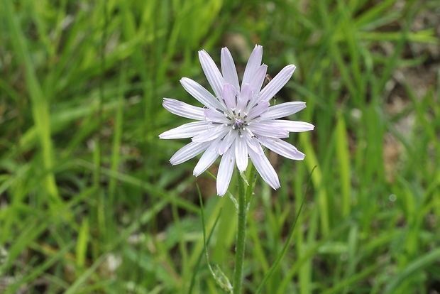 hadomor purpurový Scorzonera purpurea L.