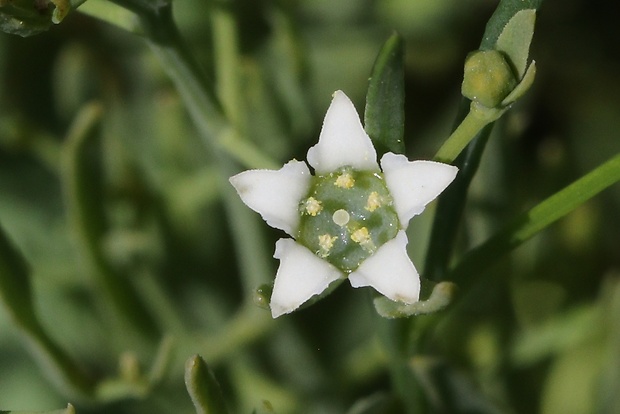 ľanolistník prostredný Thesium linophyllon L.