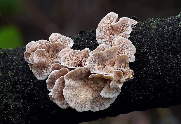 trúdnikovec pestrý Trametes versicolor (L.) Lloyd