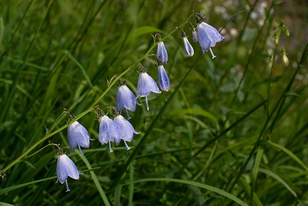 zvonovec ľaliolistý Adenophora liliifolia (L.) Ledeb. ex A. DC.