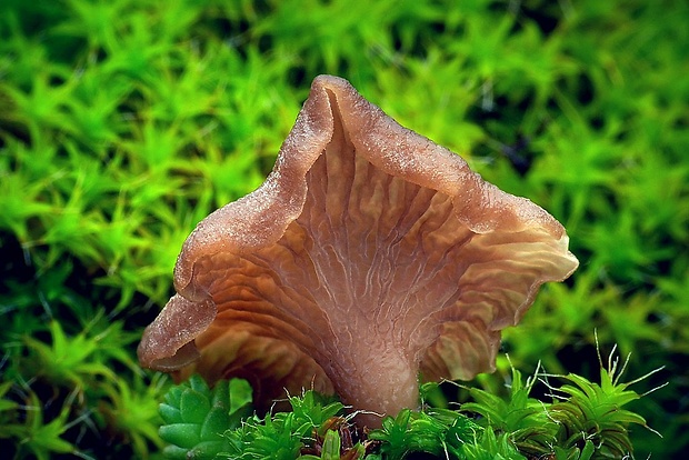 rebrovička lopatkovitá Arrhenia spathulata (Fr.) Redhead