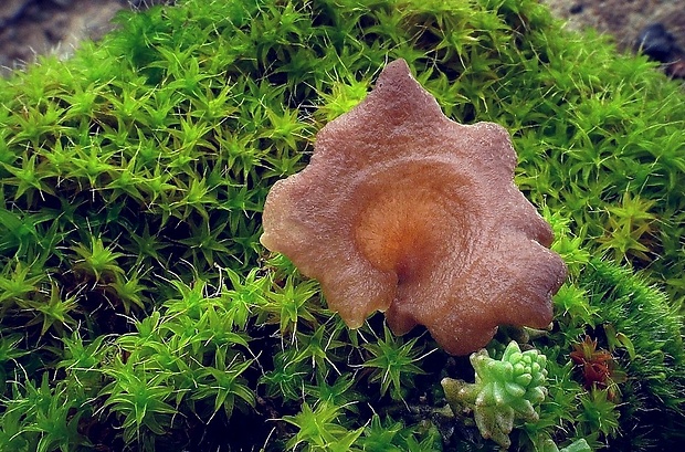 rebrovička lopatkovitá Arrhenia spathulata (Fr.) Redhead