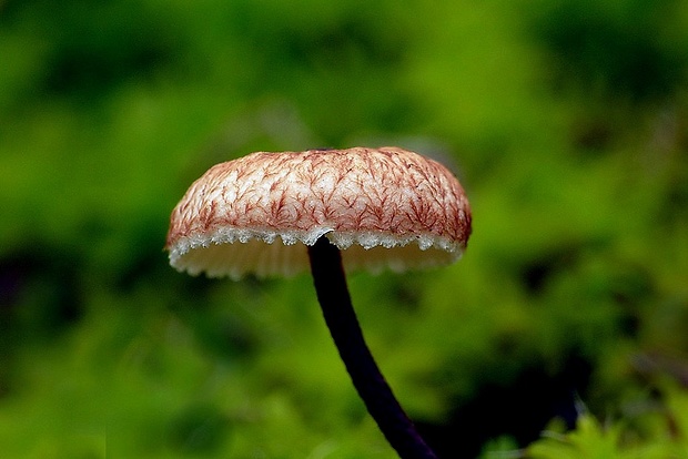 vlasovka drsná Crinipellis scabella (Alb. & Schwein.) Murrill