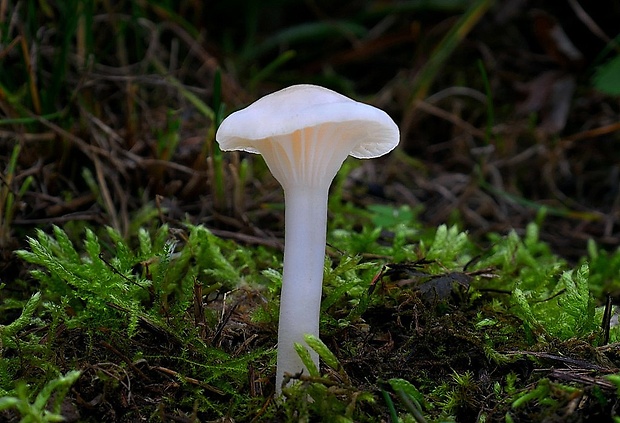 lúčnica snehobiela Cuphophyllus virgineus (Wulfen) Kovalenko