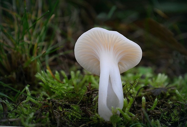 lúčnica snehobiela Cuphophyllus virgineus (Wulfen) Kovalenko