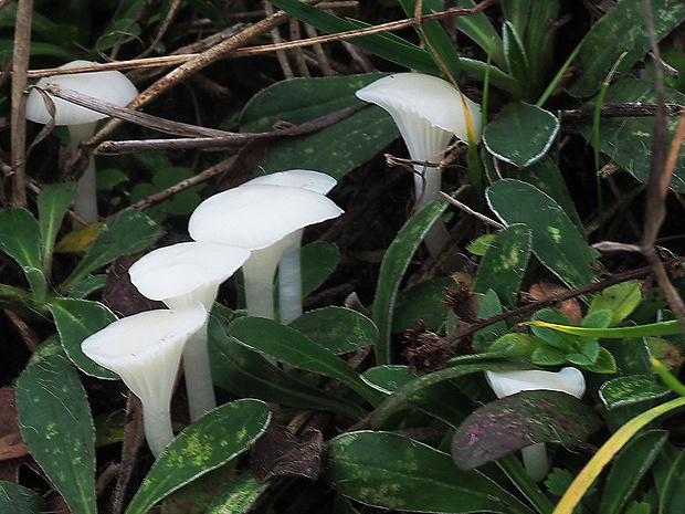 lúčnica snehobiela Cuphophyllus virgineus (Wulfen) Kovalenko