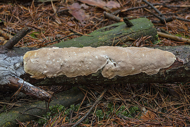 trúdnikovník borovicový Dichomitus squalens (P. Karst.) D.A. Reid