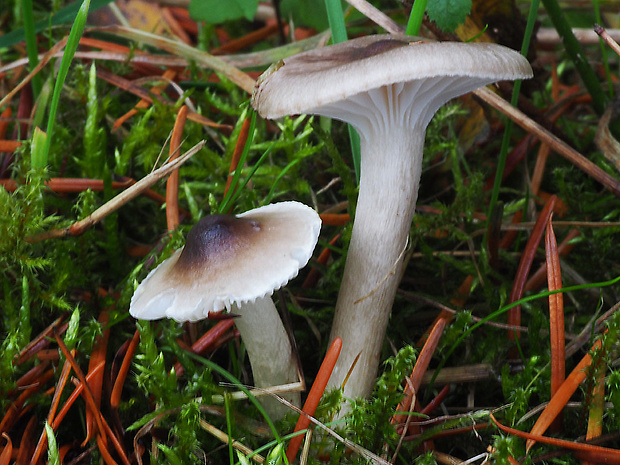 šťavnačka voňavá Hygrophorus agathosmus (Fr.) Fr.