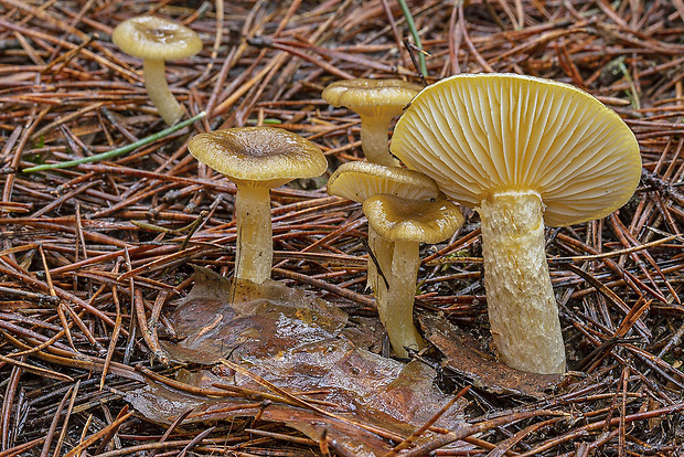 šťavnačka mrazová Hygrophorus hypothejus (Fr.) Fr.