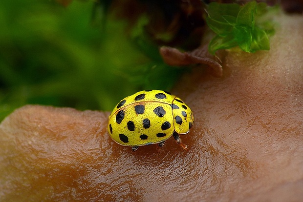 lienka múčnatá (sk) / slunéčko dvaadvacetitečné (cz) Psyllobora vigintiduopunctata (Linnaeus, 1758)