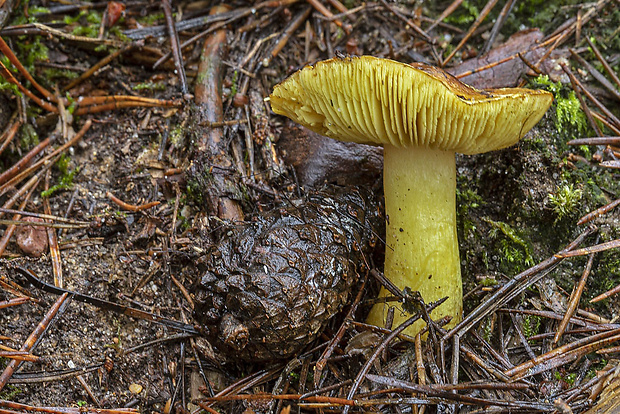 čírovka zelenkastá Tricholoma equestre (L.) P. Kumm.