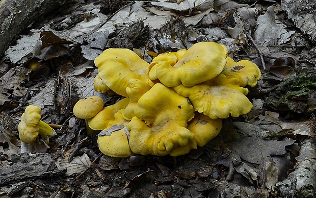 kuriatko jedlé ametystové Cantharellus amethysteus (Quél.) Sacc.