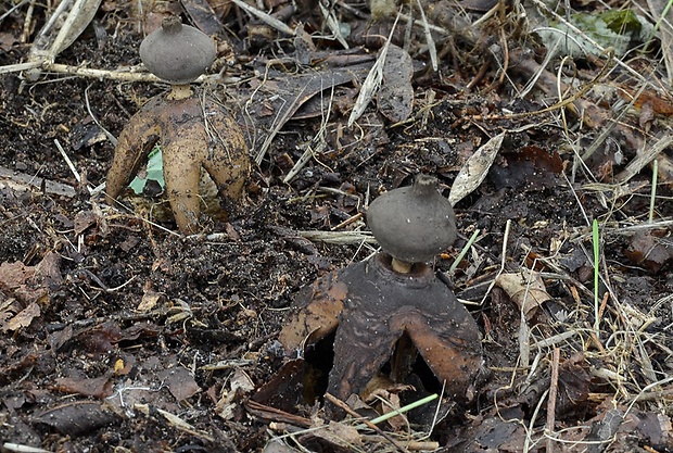 hviezdovka klenbová Geastrum fornicatum (Huds.) Hook.