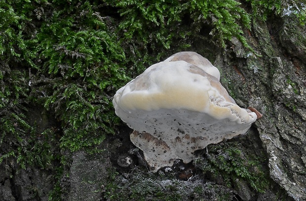 pórovník jaseňový Perenniporia fraxinea (Bull.) Ryvarden