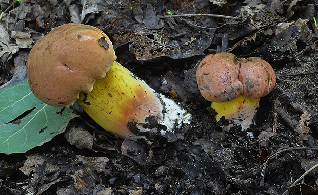 hríb modrejúci Cyanoboletus pulverulentus (Opat.) Gelardi, Vizzini & Simonini