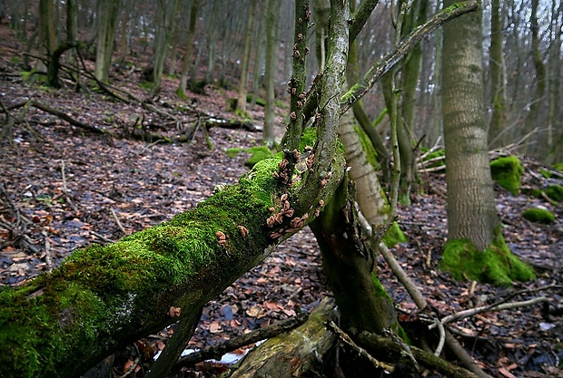 dutinovka otrubnatá - biotop Encoelia furfuracea (Roth) P. Karst.