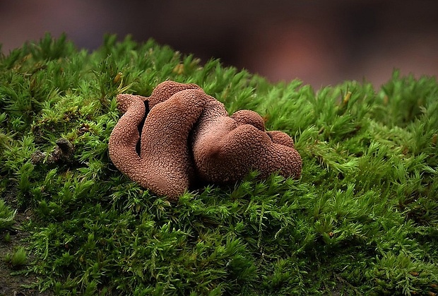 dutinovka otrubnatá Encoelia furfuracea (Roth) P. Karst.