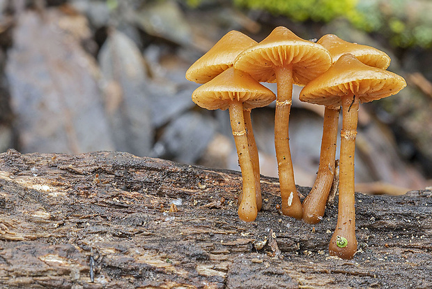 kapucňovka Galerina sp.