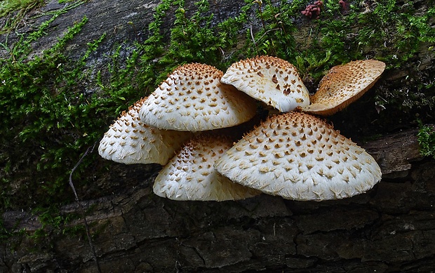 šupinovka bledookrajová Pholiota squarrosoides (Peck) Sacc.