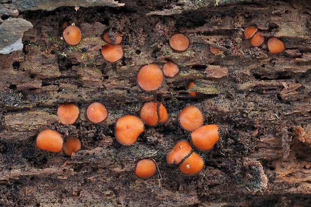 štítovnička Scutellinia sp.