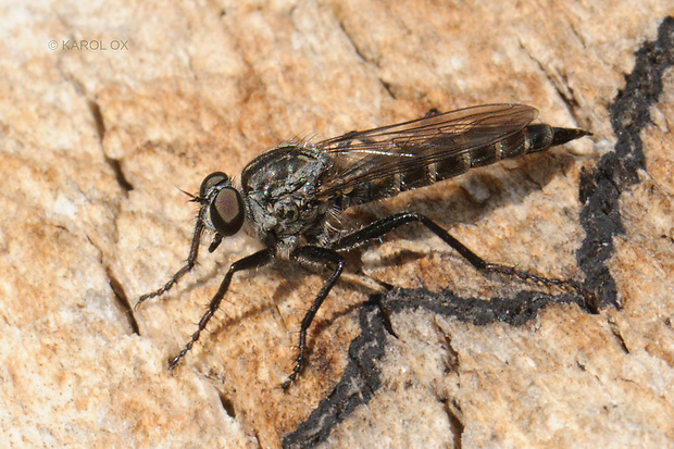 muchárka ♀ Tolmerus atripes Loew, 1854