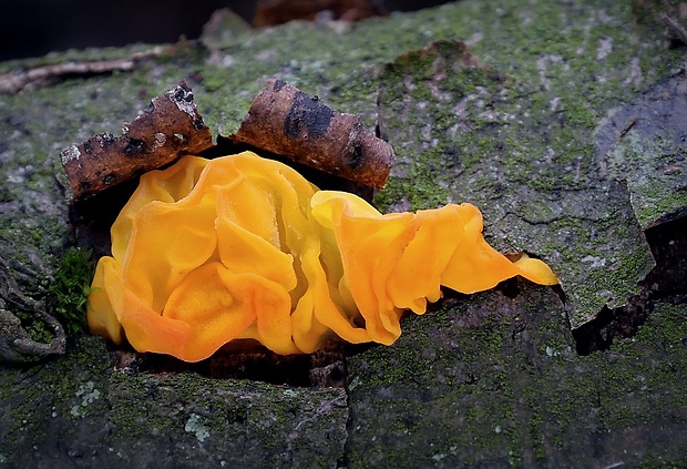 rôsolovka zlatožltá Tremella mesenterica Retz.