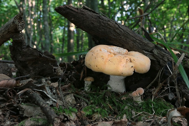 jelenka poprehýbaná Hydnum repandum L.