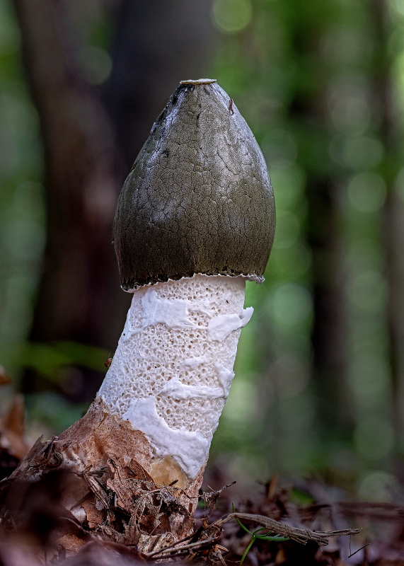 hadovka smradľavá Phallus impudicus L.