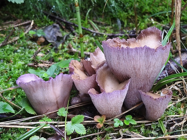 lievikovec kyjakovitý Gomphus clavatus (Pers.) Gray