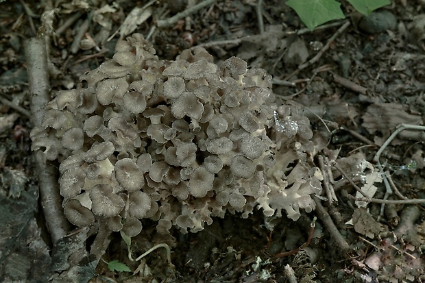 trúdnik klobúčkatý Polyporus umbellatus (Pers.) Fr.