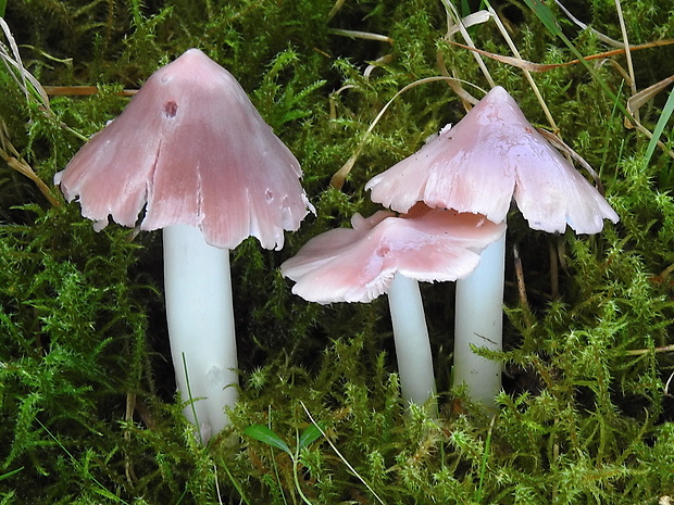 lúčnica ružovočervená Porpolomopsis calyptriformis (Berk.) Bresinsky