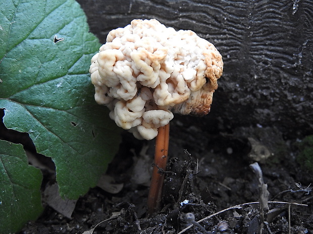 rôsolovka hubomilná Syzygospora mycetophila (Peck) Ginns