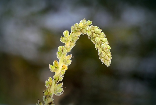 divozel sápovitý Verbascum phlomoides L.