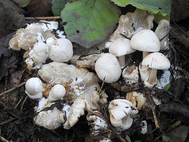 pošvovec cudzopasný Volvariella surrecta (Knapp) Singer